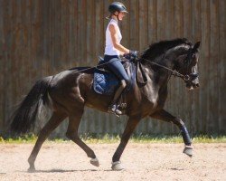 broodmare Dostana (Hanoverian, 2018, from Dostojewski)