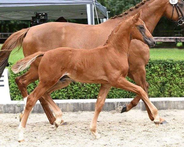 horse Edelmann (Oldenburg, 2024, from Escaneno)