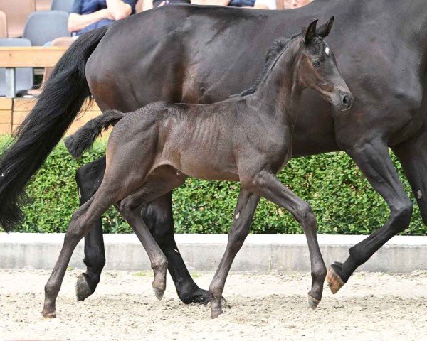 Pferd Super Nova (Hannoveraner, 2024, von St. Emilion)