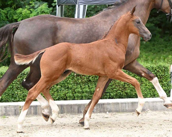 horse Hengst von Escaneno / Borsalino (Hanoverian, 2024, from Escaneno)