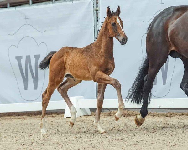 horse Emilia Sunshine (Westphalian, 2024, from Emiliano)