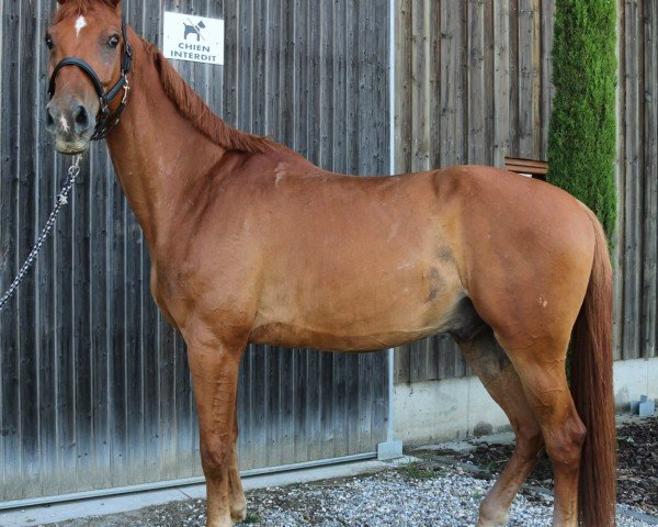 horse Halligalli de Lux (Westphalian, 2016, from Hermes de Lux)