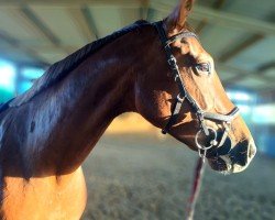 jumper Sidney 215 (German Sport Horse, 2018, from Courtier)