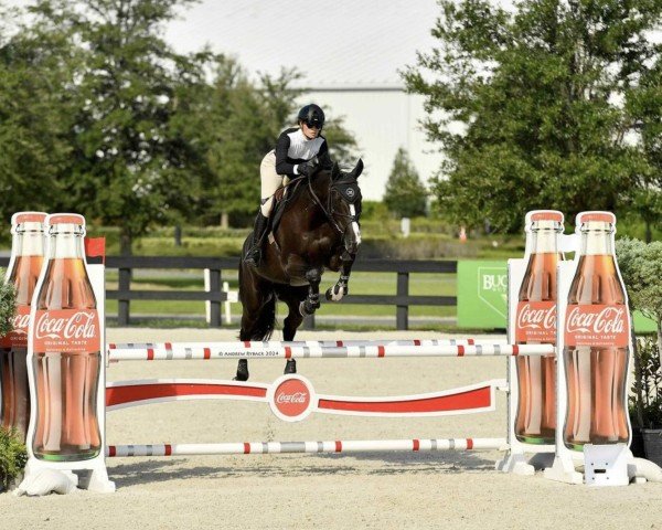 jumper Jivollette van Beek (KWPN (Royal Dutch Sporthorse), 2014, from El Salvador)