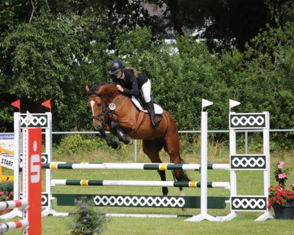 jumper Utano 5 (Holsteiner, 2019, from UNITED WAY)