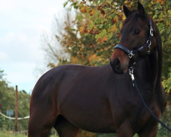 horse Fürst Florestano 2 (Oldenburg, 2019, from For Dance)