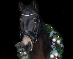 horse Vapiti (unknown, 2014)