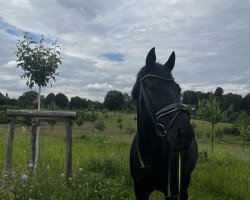 dressage horse Skydancer 11 (Westphalian, 2008, from Samarant)