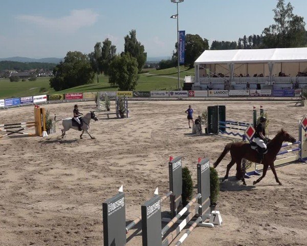 Reitturnier Humlikon 2024