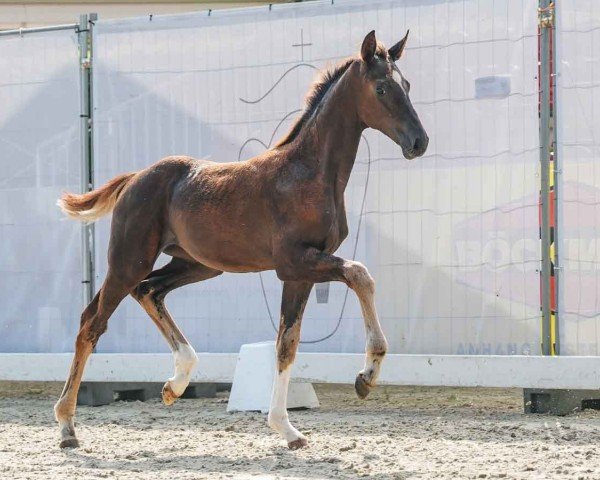 horse Bonjour II (Westphalian, 2024, from Bonds)