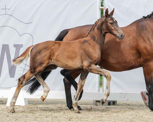 horse Sienna (Westphalian, 2024, from Sir Donnerhall I)