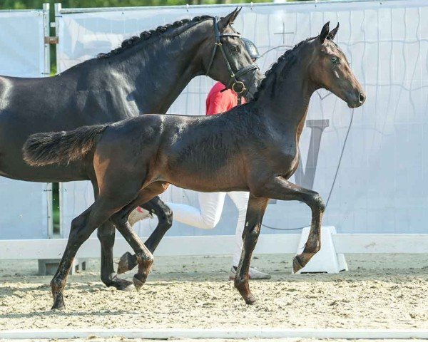horse Shiva (Westphalian, 2024, from Shynedo)