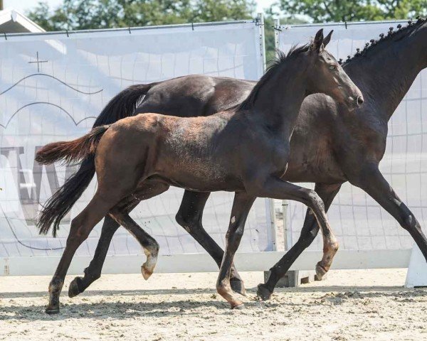 horse Elias AV (Westphalian, 2024, from Escanto PS OLD)