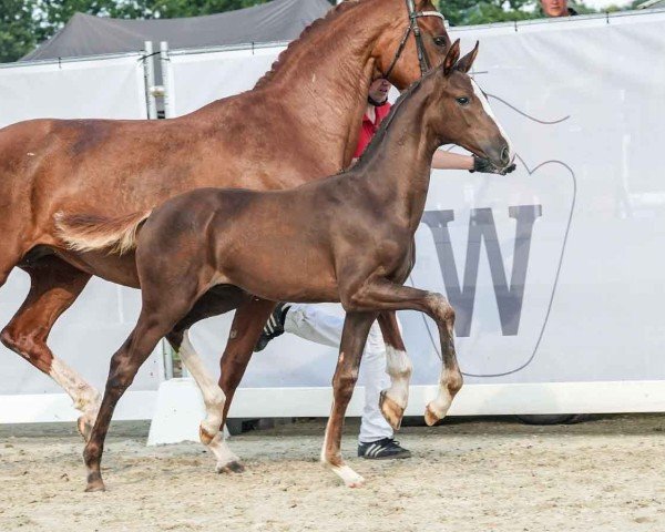 horse Fritzchen (Westphalian, 2024, from Follow Him´s Schönweide)