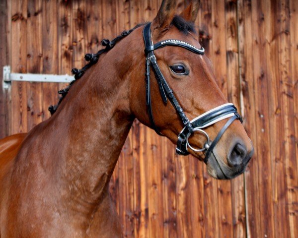 dressage horse Quidam's Queeny (Hanoverian, 2012, from FRH Quaid)