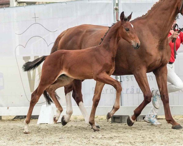 horse Fürst Brownie (Westphalian, 2024, from Furst Dior)