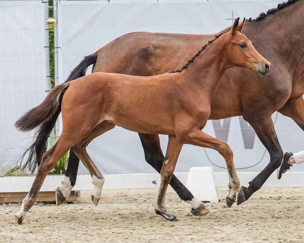 Pferd Bosse (Westfale, 2024, von Be my Dancer)