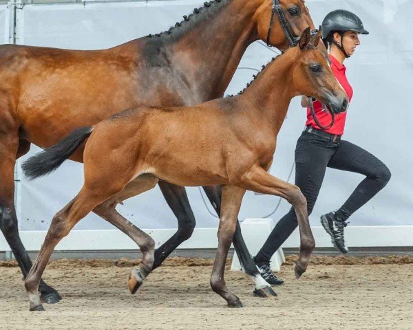 horse Electra (Westphalian, 2024, from Escamillo)