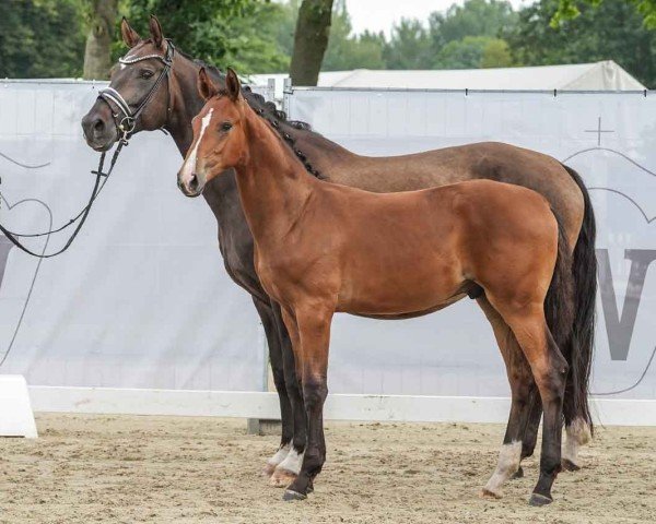 horse Bon Amour PW (Westphalian, 2024, from Bonds)