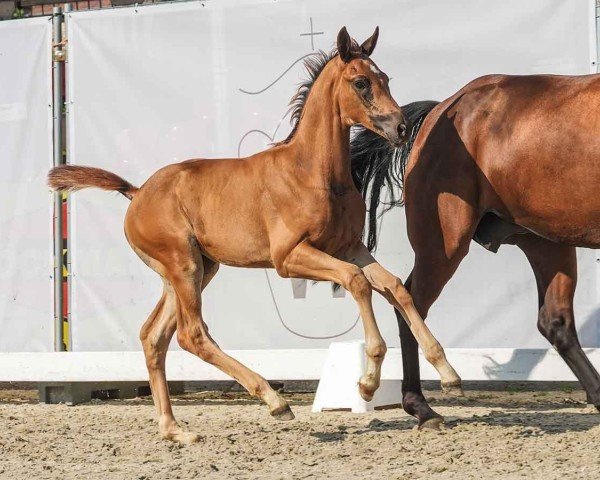 horse Tansania (Westphalian, 2024, from Total Diamond PS)