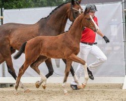 horse Great Gatsby (Westphalian, 2024, from Global Dancer)