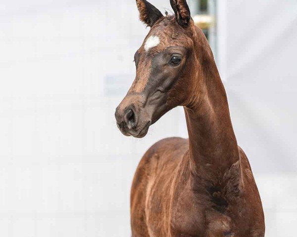 horse Voice of Voges (Westphalian, 2024, from Velvedere)
