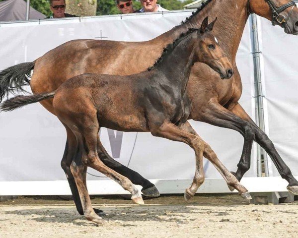 horse Ernie (Westphalian, 2024, from Escaneno)