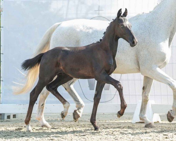 Pferd Fürst Frederik SH (Westfale, 2024, von Fürst Samarant)