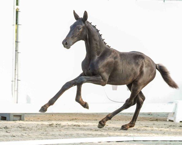 Pferd Be my pretty Girl W (Westfale, 2024, von Bon Esprit)