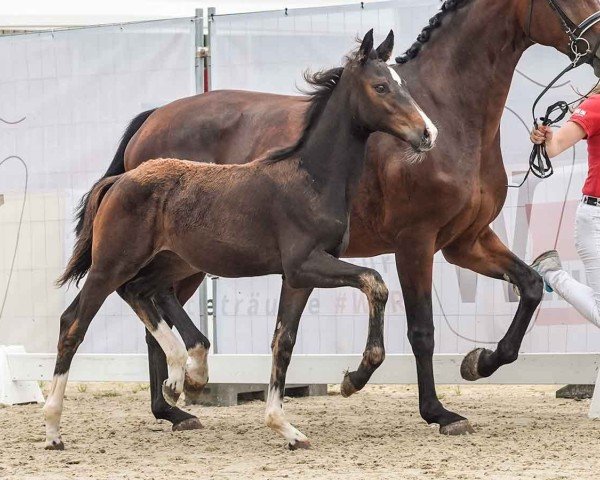 horse Escana SLR (Westphalian, 2024, from Escaneno)