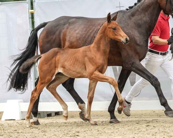 Pferd Eichengrunds Trentino (Westfale, 2024, von Take That 8)