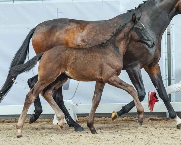 horse Glückwärts EP (Westphalian, 2024, from Glamourdale)