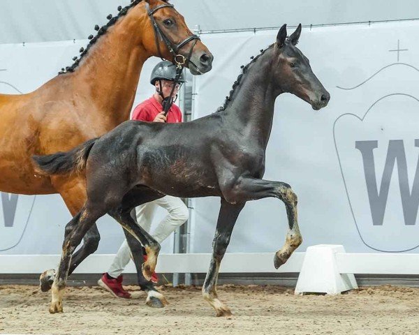 horse Sweet Spot (Westphalian, 2024, from St. Emilion)
