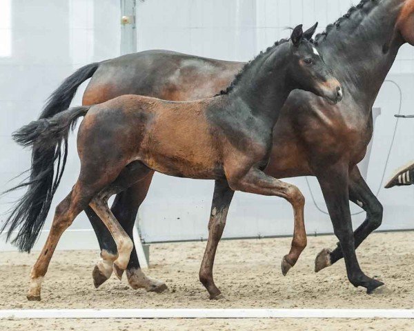 horse Validus B (Westphalian, 2024, from Velvedere)