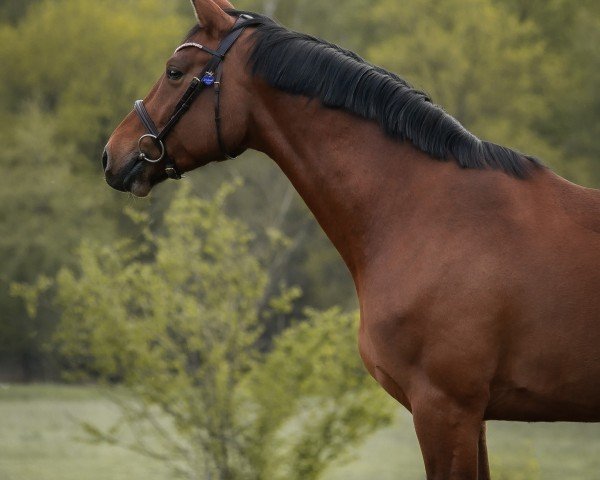 jumper Stubbenhof's Cascabella (German Sport Horse, 2017, from Coreggio)