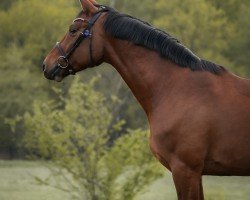 jumper Stubbenhof's Cascabella (German Sport Horse, 2017, from Coreggio)