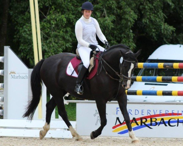 dressage horse Gismo 319 (Württemberger, 1998, from Gardez)