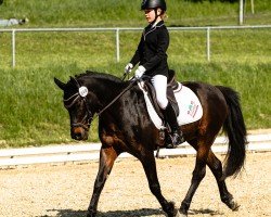 dressage horse Valencio vom Hohenstein (Pony without race description, 2001)