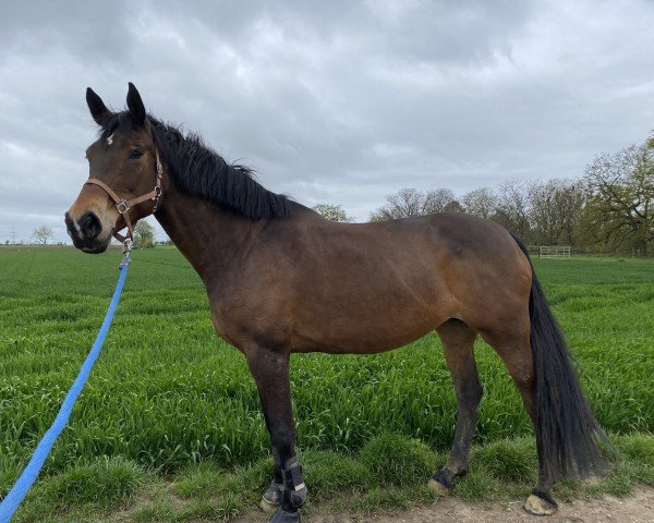 broodmare Goterma (KWPN (Royal Dutch Sporthorse), 2011, from Zirocco Blue)