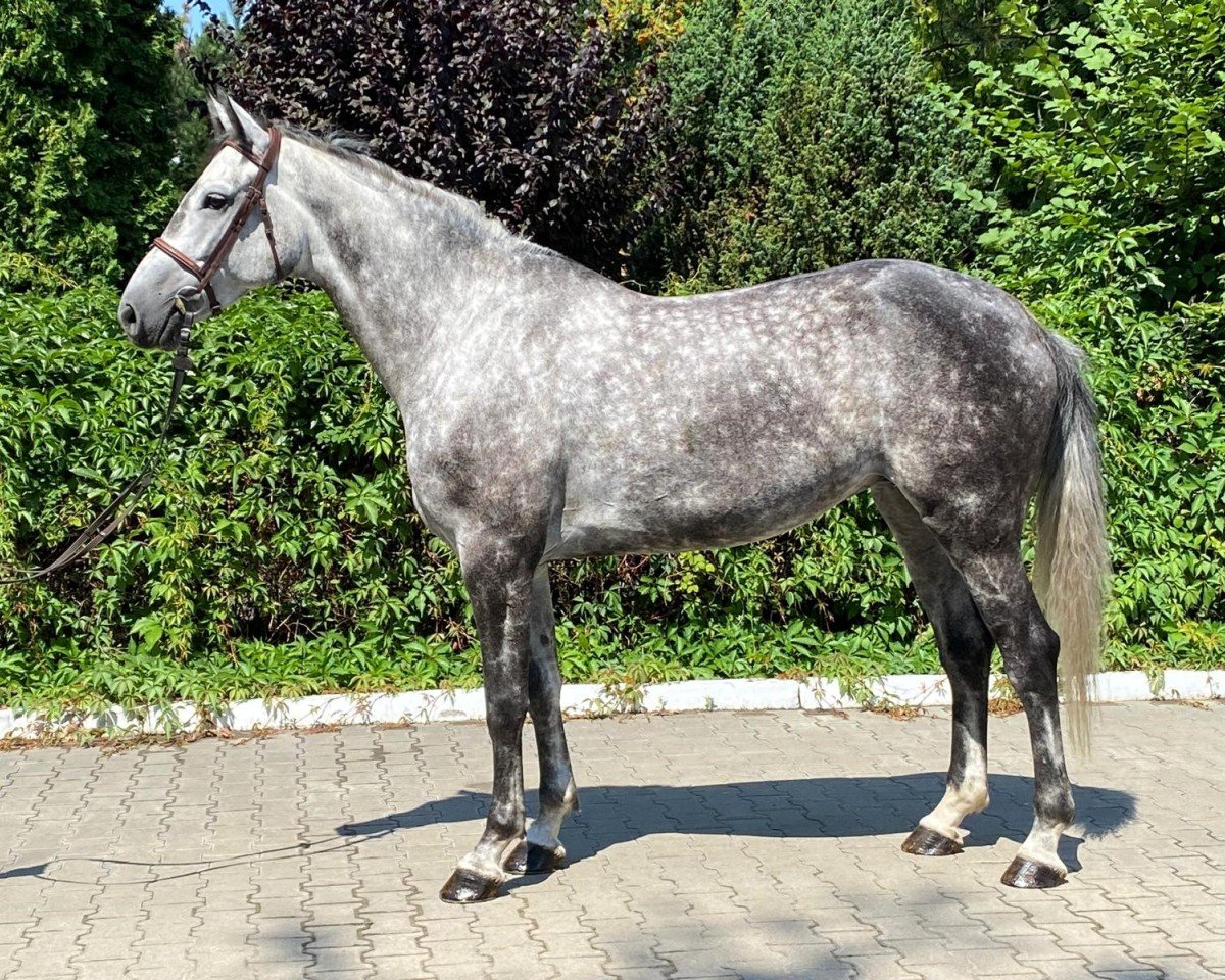 horse Nike L (Westphalian, 2019, from Kannan)