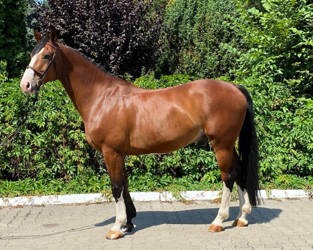 Alberto Thomba: Cheval de Dressage, Pedigree, Résultats