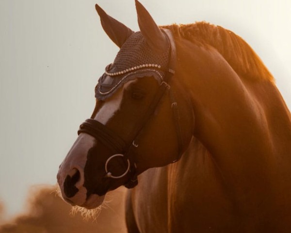 dressage horse Quaroublé (German Sport Horse, 2011, from Quaterback)