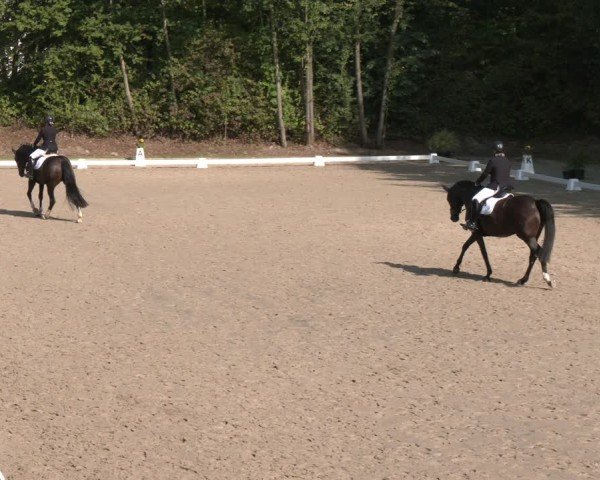 Reitturnier Köln-Flittard (Scheuerhof) 2024