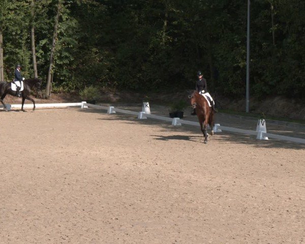 Reitturnier Köln-Flittard (Scheuerhof) 2024