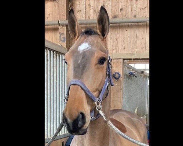 Springpferd Maradona Gk Z (Zangersheide Reitpferd, 2018, von Maloubet de Pleville)