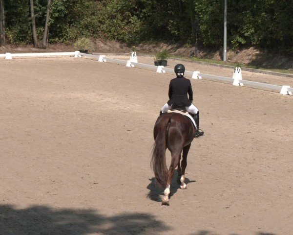 Reitturnier Köln-Flittard (Scheuerhof) 2024