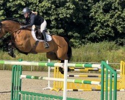 jumper Concella Blue PS 2 (Oldenburg show jumper, 2012, from Conthargos)