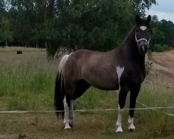Pferd Kaspar (Deutsches Reitpony, 2007, von Wengelo's Nelson)