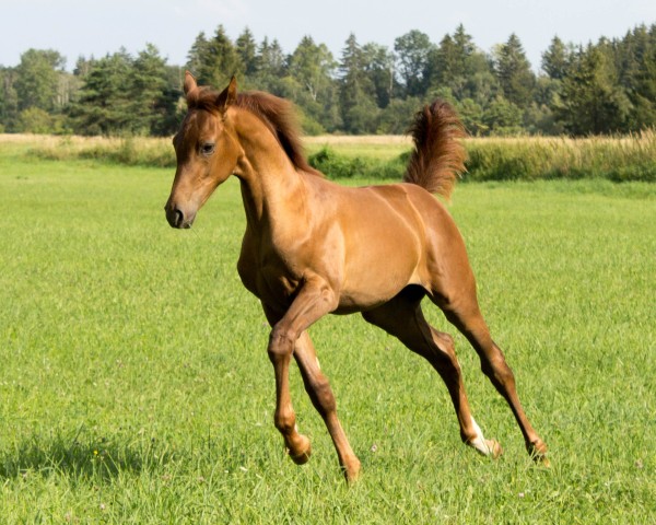 horse Levke vom Fohlenhof (German Sport Horse, 2024, from Perigueux)
