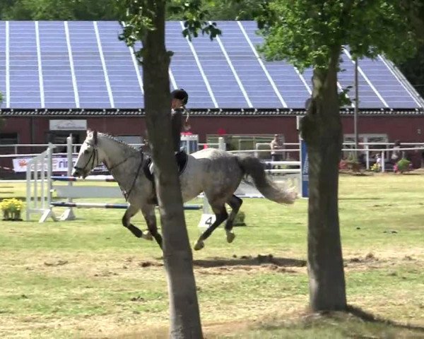 Reit- und Springturnier am 15.-16.06.2013 in Hamminkeln-Dingden